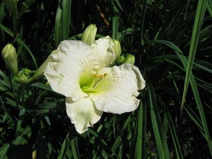 Hemerocallis 'Gentle Shepherd' geen maat specificatie 0,55L/P9cm