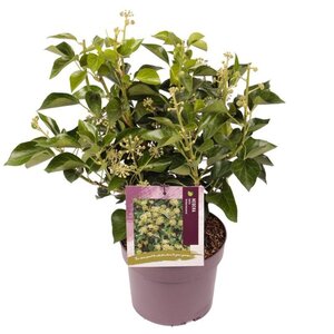 Hedera hel. 'Arborescens' 40-50 cm cont. 3,0L - afbeelding 2
