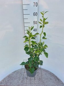 Hedera hel. 'Arborescens' 40-50 cm cont. 3,0L - afbeelding 3