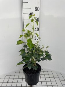 Hedera hel. 'Arborescens' 40-50 cm cont. 3,0L - afbeelding 5