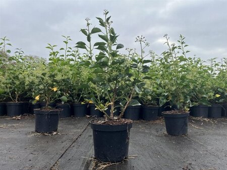Hedera hel. 'Arborescens' 40-50 cm cont. 3,0L - afbeelding 4