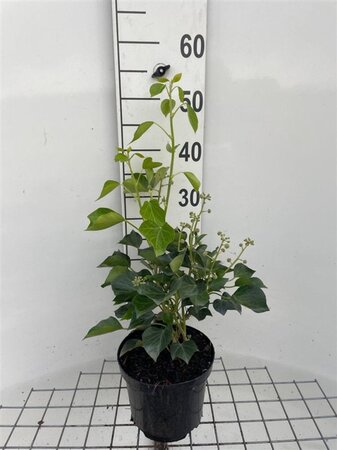 Hedera hel. 'Arborescens' 40-50 cm cont. 3,0L - afbeelding 6
