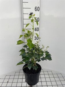 Hedera hel. 'Arborescens' 40-50 cm cont. 3,0L - afbeelding 6