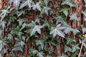 Hedera helix 125-150 cm cont. 5,0L - afbeelding 2