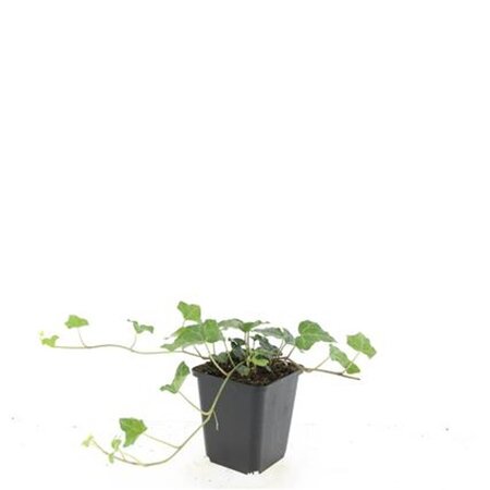 Hedera helix geen maat specificatie 0,55L/P9cm - afbeelding 7