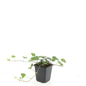 Hedera helix geen maat specificatie 0,55L/P9cm - afbeelding 7