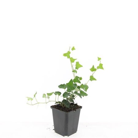Hedera helix geen maat specificatie 0,55L/P9cm - afbeelding 8