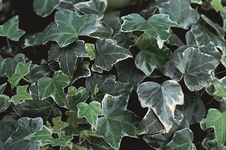Hedera hel. 'Glacier' 80-100 cm rozenpot 2L