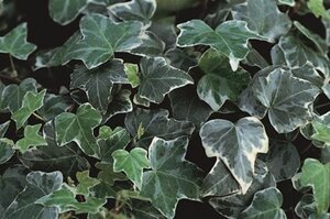 Hedera hel. 'Glacier' 80-100 cm rozenpot 2L