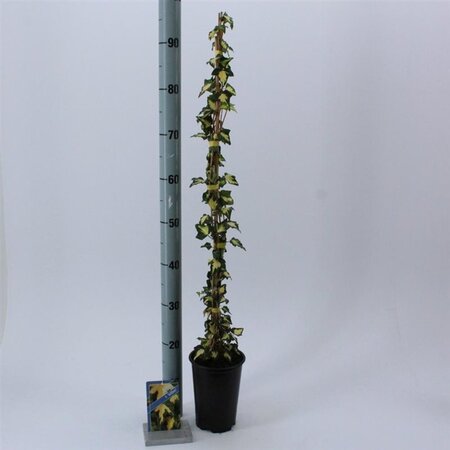 Hedera hel. 'Goldheart' 50-60 cm cont. 2,0L - afbeelding 2