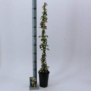 Hedera hel. 'Goldheart' 50-60 cm cont. 2,0L - afbeelding 2