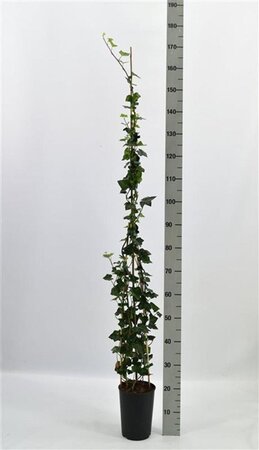Hedera hibernica 125-150 cm cont. 3,0L - afbeelding 4
