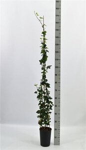 Hedera hibernica 125-150 cm cont. 3,0L - afbeelding 4