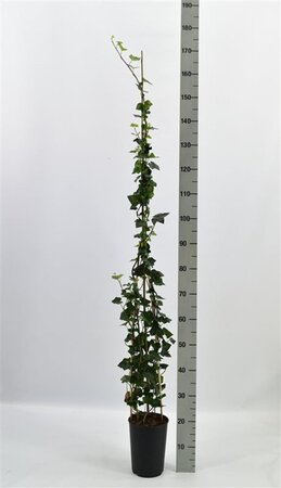 Hedera hibernica 125-150 cm cont. 3,0L - afbeelding 1
