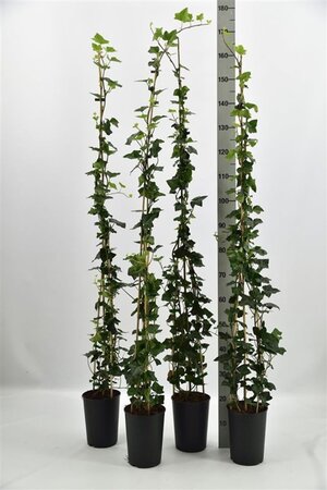 Hedera hibernica 125-150 cm cont. 3,0L - afbeelding 2