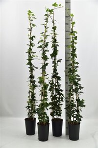 Hedera hibernica 125-150 cm cont. 3,0L - afbeelding 2