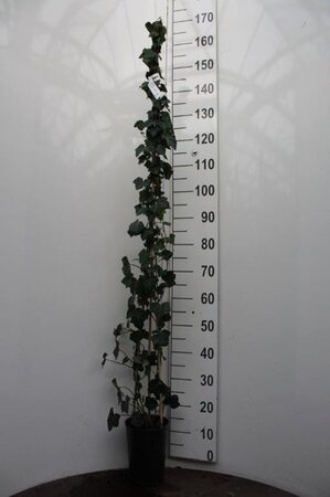 Hedera hibernica 125-150 cm cont. 3,0L - afbeelding 3