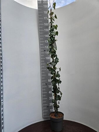 Hedera hibernica 150-175 cm cont. 5,0L - afbeelding 4