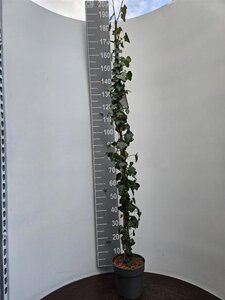 Hedera hibernica 150-175 cm cont. 5,0L - afbeelding 4