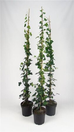 Hedera hibernica 150-175 cm cont. 5,0L - afbeelding 4
