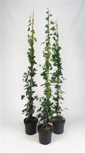 Hedera hibernica 150-175 cm cont. 5,0L - afbeelding 4