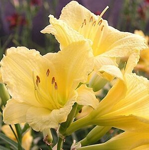 Hemerocallis 'Happy Returns' geen maat specificatie 0,55L/P9cm - afbeelding 3