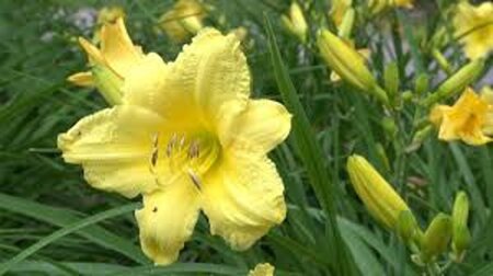 Hemerocallis 'Happy Returns' geen maat specificatie 0,55L/P9cm - afbeelding 4