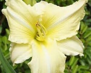 Hemerocallis 'Iron Gate Glacier' geen maat specificatie 0,55L/P9cm