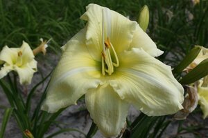 Hemerocallis 'Iron Gate Glacier' geen maat specificatie 0,55L/P9cm - afbeelding 2