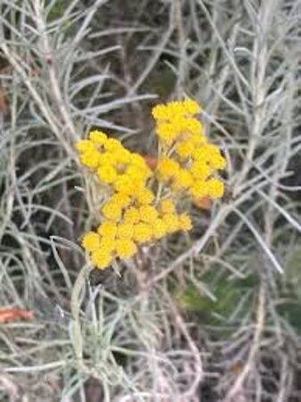 Helichrysum italicum geen maat specificatie 0,55L/P9cm - afbeelding 5