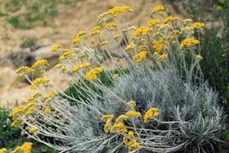 Helichrysum italicum geen maat specificatie 0,55L/P9cm - afbeelding 6