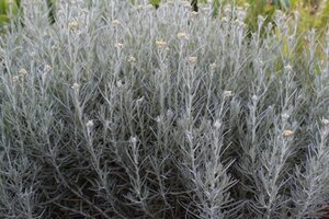 Helichrysum italicum geen maat specificatie 0,55L/P9cm - afbeelding 2