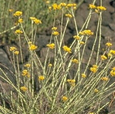 Helichrysum italicum geen maat specificatie 0,55L/P9cm - afbeelding 7