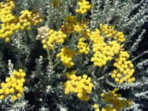 Helichrysum italicum geen maat specificatie 0,55L/P9cm - afbeelding 1