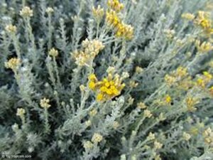 Helichrysum italicum geen maat specificatie 0,55L/P9cm - afbeelding 2