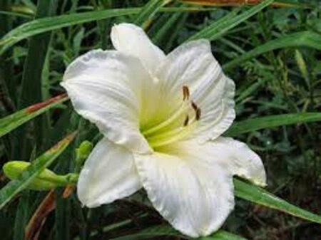 Hemerocallis 'Joan Senior' geen maat specificatie 0,55L/P9cm - afbeelding 1