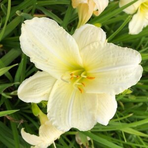 Hemerocallis 'Joan Senior' geen maat specificatie 0,55L/P9cm - afbeelding 2