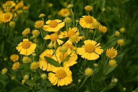 Helenium 'Kanaria' geen maat specificatie 0,55L/P9cm - afbeelding 3