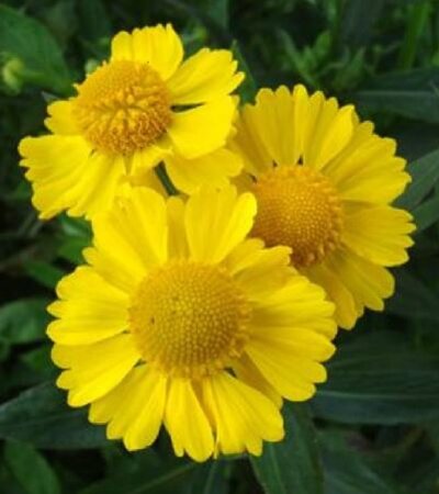 Helenium 'Kanaria' geen maat specificatie 0,55L/P9cm - afbeelding 3
