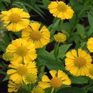 Helenium 'Kanaria' geen maat specificatie 0,55L/P9cm - afbeelding 4