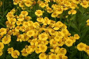 Helenium 'Kanaria' geen maat specificatie 0,55L/P9cm - afbeelding 5