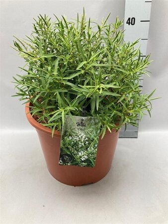 Hebe 'Kirkii' geen maat specificatie cont. 10L