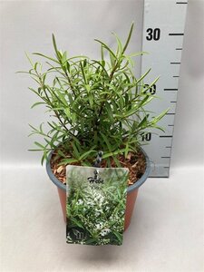 Hebe 'Kirkii' geen maat specificatie cont. 2,0L