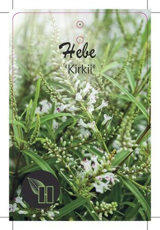 Hebe 'Kirkii' geen maat specificatie cont. 2,0L - afbeelding 2