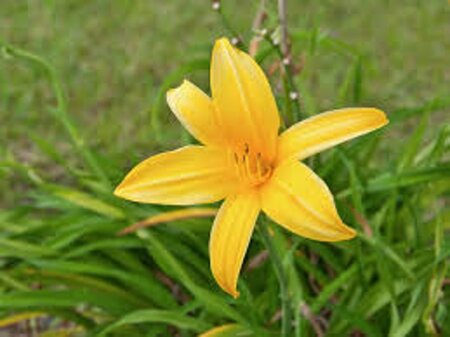 Hemerocallis lilioasphodelus geen maat specificatie 0,55L/P9cm - afbeelding 3