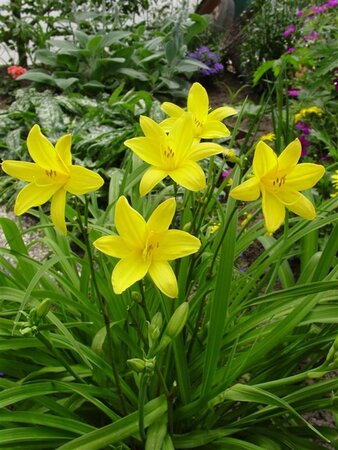 Hemerocallis lilioasphodelus geen maat specificatie 0,55L/P9cm - afbeelding 6