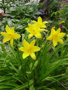 Hemerocallis lilioasphodelus geen maat specificatie 0,55L/P9cm - afbeelding 6