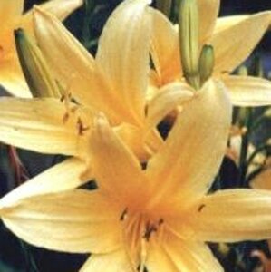 Hemerocallis lilioasphodelus geen maat specificatie 0,55L/P9cm - afbeelding 4
