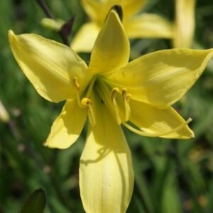 Hemerocallis lilioasphodelus geen maat specificatie 0,55L/P9cm - afbeelding 5