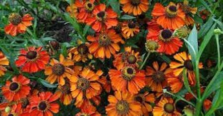 Helenium 'Kupferzwerg' geen maat specificatie 0,55L/P9cm - afbeelding 1